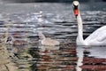 Mute swan Cygnus olor swims with its ducklings in the lake Royalty Free Stock Photo