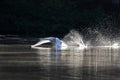 A mute swan taking off from a lake with full speed. Royalty Free Stock Photo