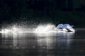 A mute swan taking off from a lake with full speed. Royalty Free Stock Photo