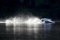 A mute swan taking off from a lake with full speed. Royalty Free Stock Photo