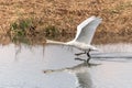 Mute Swan (Cygnus olor) taking off in flight over water Royalty Free Stock Photo