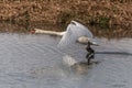 Mute Swan (Cygnus olor) taking off in flight over water Royalty Free Stock Photo