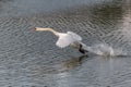 Mute Swan (Cygnus olor) taking off in flight over water Royalty Free Stock Photo