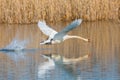 Mute swan cygnus olor taking off from water surface, reed belt Royalty Free Stock Photo