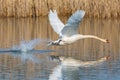 Mute swan cygnus olor taking off from water surface, spread wings Royalty Free Stock Photo
