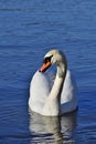 Mute swan - Cygnus olor vertical near Hainburg an der Donau, Austria