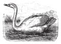 Mute Swan or Cygnus olor, vintage engraving