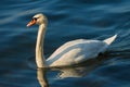 Mute swan Cygnus olor, waterfowl is in the water of Lake Zug Royalty Free Stock Photo