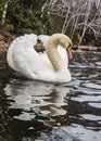 Mute swan cygnus olor. white swan. mute swan cygnus olor. white swan. Swan Reflections. Royalty Free Stock Photo