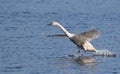 Mute swan, Cygnus olor. A young bird perches on the surface of a river Royalty Free Stock Photo