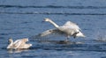 Mute swan, Cygnus olor. A young bird perches on the surface of a river Royalty Free Stock Photo