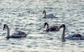 The mute swan (Cygnus olor), young swans with gray plumage swim in the sea in spring Royalty Free Stock Photo
