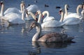 The mute swan (Cygnus olor), young swans with gray plumage swim in the sea in spring Royalty Free Stock Photo