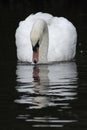 A mute swan on a dark background Royalty Free Stock Photo