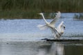 Mute Swan displaces Great White Egret on the Somerset Levels