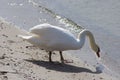 Mute Swan Drinking