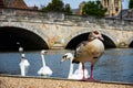 Mute swan ducks swiimming in the river water near a bridge on a sunny day Royalty Free Stock Photo