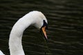 Mute Swan Eating Close Up Royalty Free Stock Photo