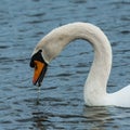 Mute Swan Eating Royalty Free Stock Photo