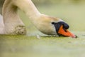 Mute swan eating duckweed Royalty Free Stock Photo
