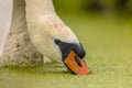 Mute swan eating duckweed Royalty Free Stock Photo