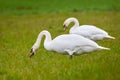 Mute swan eating grass Royalty Free Stock Photo