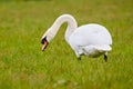 Mute swan eating grass Cygnus olor Royalty Free Stock Photo