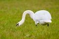 Mute swan eating grass Cygnus olor Royalty Free Stock Photo