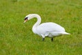 Mute swan eating grass on a field Royalty Free Stock Photo
