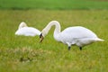 Mute swan eating grass on a field Royalty Free Stock Photo