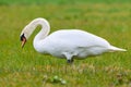 Mute swan eating grass on a field Royalty Free Stock Photo