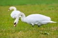 Mute swan eating grass on a field Royalty Free Stock Photo