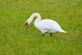 Mute swan eating grass on a field Royalty Free Stock Photo