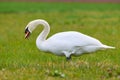 Mute swan eating grass on a meadow Royalty Free Stock Photo