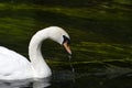 Mute Swan Eating on the River Royalty Free Stock Photo