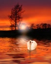 Mute Swan In Ethereal Sunset Red Rippled Waters