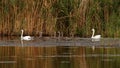 Mute swan family on Danube delta Royalty Free Stock Photo