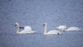 Mute Swan Family Feeding Royalty Free Stock Photo