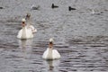 Mute swan family on a lake