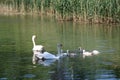 Mute swan family in Seneca Park pond