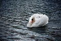 Mute Swan with Feathers Cowled