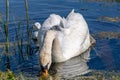 A mute swan feeding in a stream in Sussex, with cygnets nearby Royalty Free Stock Photo