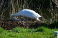 Mute Swan Female (Pen) Turning Her eggs During the Incubation Process