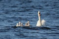 Mute Swan with Five Cygnets Swimming on a Blue Lake Royalty Free Stock Photo