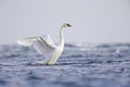 A mute swan flapping its wings in the rough Baltic sea on Usedom Germany