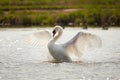 Mute swan flapping wings Cygnus olor.