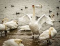 Mute Swan Flapping Wings