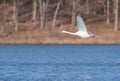 Mute Swan Flies Over A Blue Lake