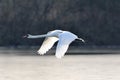 Mute swan in flight Royalty Free Stock Photo