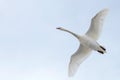 Mute Swan in flight blue sky Cygnus olor Royalty Free Stock Photo